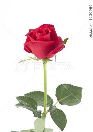 赤い薔薇 1236966