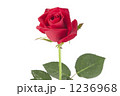 赤い薔薇 1236968
