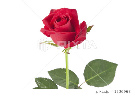 赤い薔薇 1236968