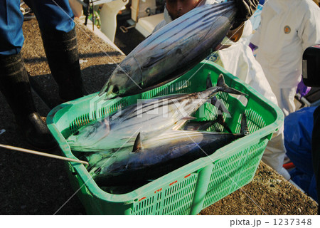 カツオの水揚げ風景 1237348