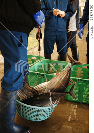 水揚げされたカツオの計量 1237350