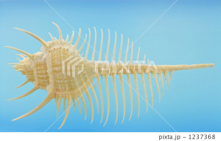 ホネガイ 1237368