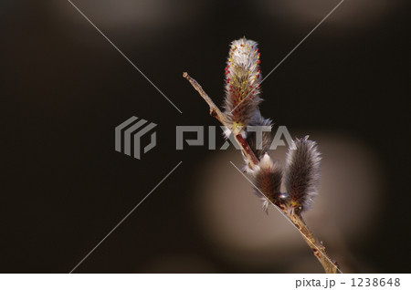 猫柳の花 1238648