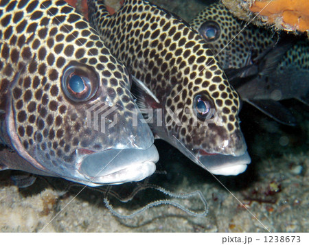 キビレハタ Epinephelus macrospilos キビレハタ Epinephelus macrospilos 1238673