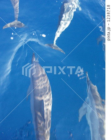 イルカの群れ 1238718