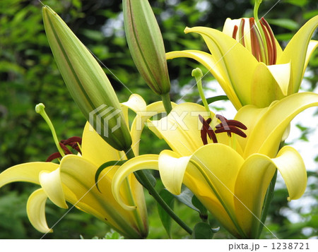 オリエンタルリリー 1238721