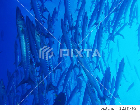 バラクーダの群れ バラクーダの群れ 1238765