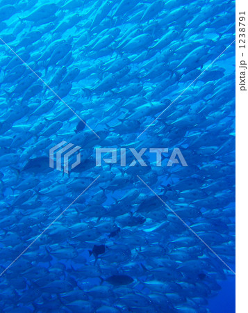ギンガメアジの群れ 1238791