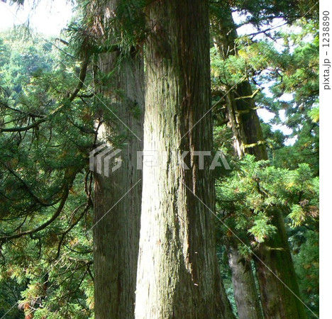 永平寺境内の大木 永平寺境内の大木 1238890