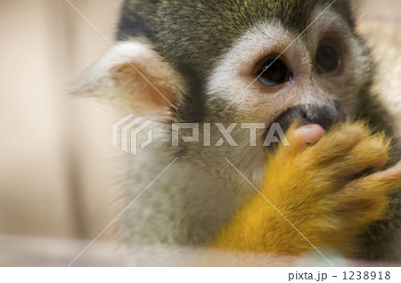 リスザル 1238918