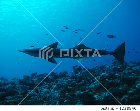 パラオのコバンザメ パラオのコバンザメ 1238940