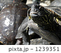 亀元気 1239351