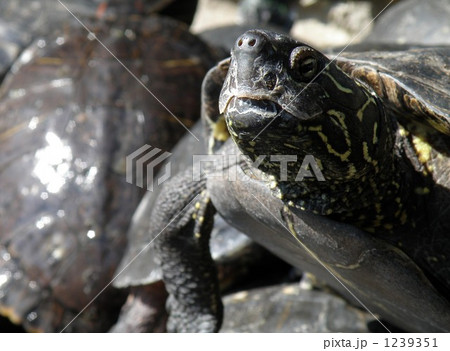 亀元気 亀元気 1239351