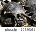 背伸び？ 1239361