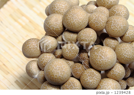 エリンギ 1239428