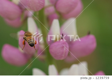 ルピナスと蜂 ルピナスと蜂 1239759