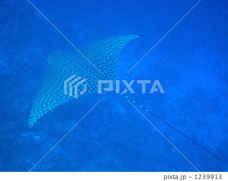 幻のオルネイトイーグルレイ 幻のオルネイトイーグルレイ 1239913