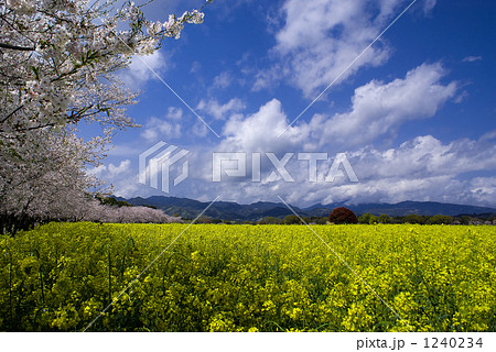 桜＆菜の花 1240234