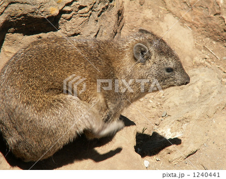 ナクル湖国立公園のハイラックス 1240441