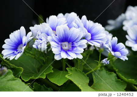 シネラリア 1240452