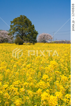 菜の花畑と青空 1240608