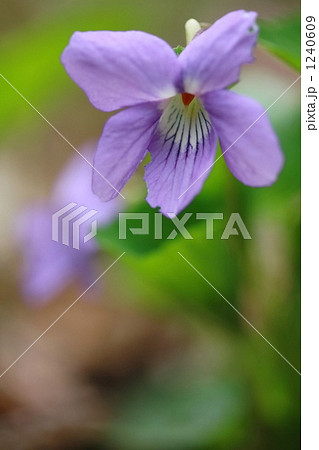 スミレの花 スミレの花 1240609