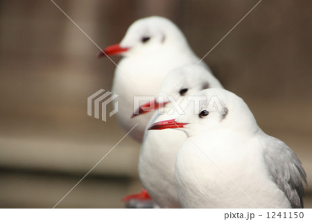 道頓堀川の湊町船着場のユリカモメ５ 1241150