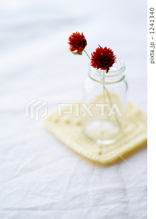 千日紅 千日紅 1241340