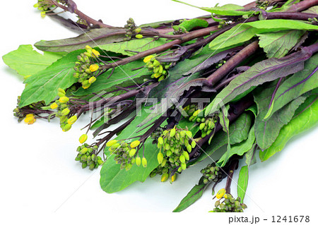 紅ナバナ 1241678