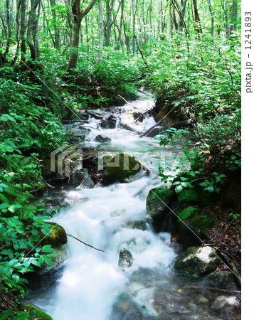 ぶな林を流れる清流 1241893