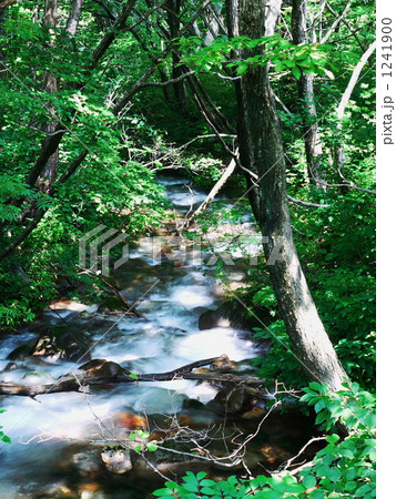 ブナ林の清流 1241900