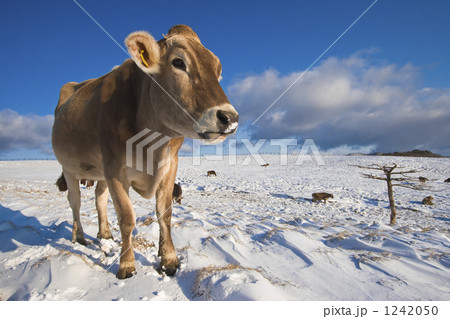 よろこびの朝 1242050