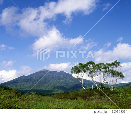 尾瀬ヶ原の燧ヶ岳と白樺 尾瀬ヶ原の燧ヶ岳と白樺 1242394