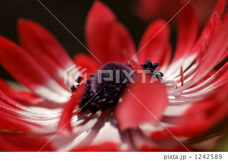 アネモネの花 1242589