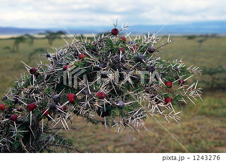 アカシアの棘 1243276