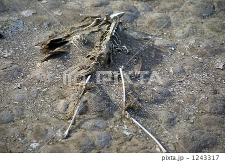 フラミンゴの命 1243317