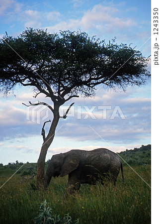 アカシアと象 1243350