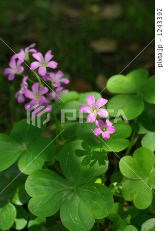 ムラサキカタバミ 1243392