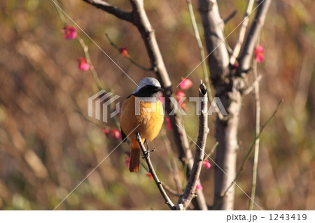 紅梅とジョウビタキ 紅梅とジョウビタキ 1243419