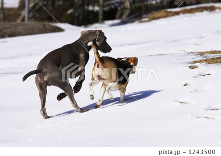 雪原を走る犬 1243500