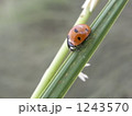 1243570