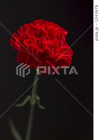カーネーション・レイチェル 1243676