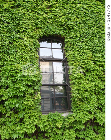 蔦に覆われた窓 1243775