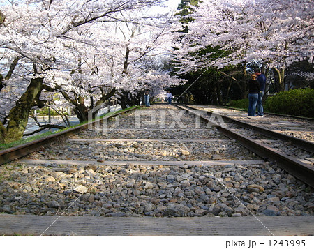 インクライン桜のトンネル インクライン桜のトンネル 1243995