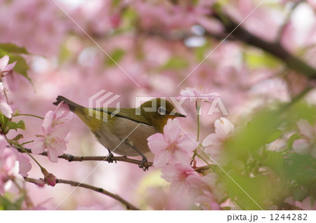 河津桜とメジロ 1244282