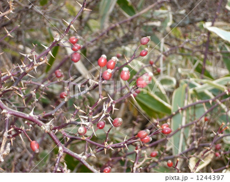 野茨 野茨 1244397