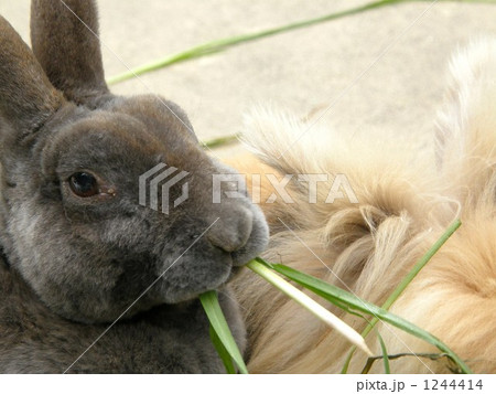 ウサギ　顔アップ　rabbit 1244414
