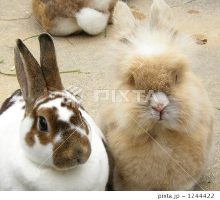 ウサギ　rabbit 1244422