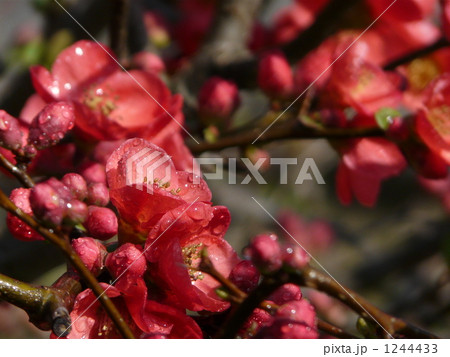 赤い木瓜２ 1244433