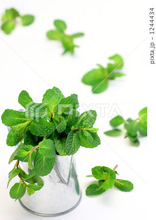 ミント ミント 1244434